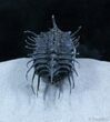 Insanely Spiny Koneprusia Trilobite #2176-3
